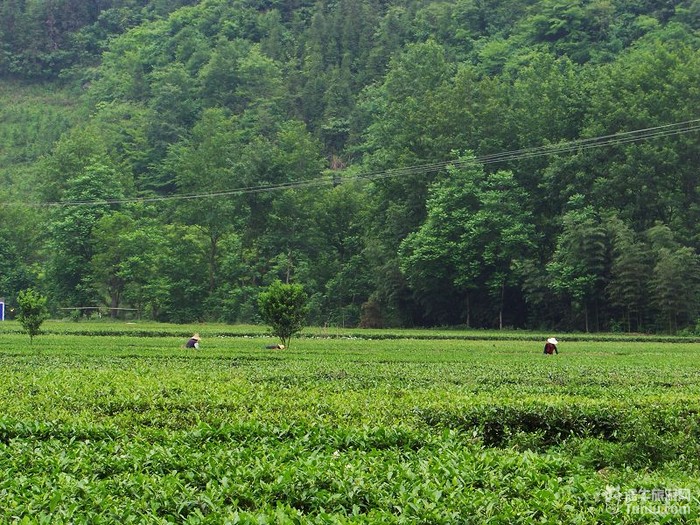牌魔芋精粉,紫阳县茶厂的“神云”牌富硒茶等都是安康市的图片