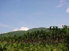 东郊椰林图片