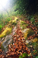 高黎贡山自然保护区图片