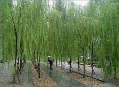 柳浪闻莺图片