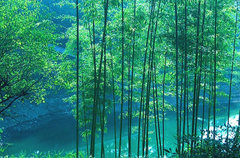 中国大竹海图片