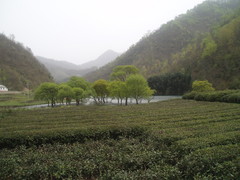 康县阳坝图片