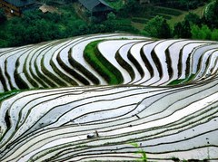 龙脊梯田图片