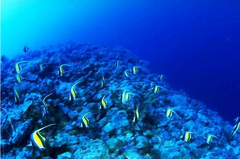 海底世界图片