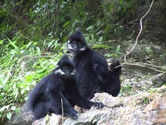 野钟黑叶猴自然保护区1