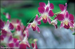 胡姬花园 hu4