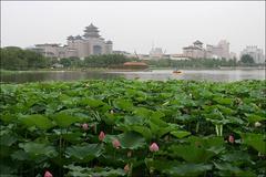 莲花池公园图片