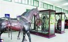 马车博物馆 u=2605908515,2236765599&gp=0