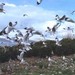 鸟岛