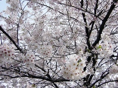 札幌 2006042516514896548[1]