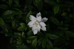 小白花