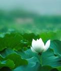 白塔湖图片