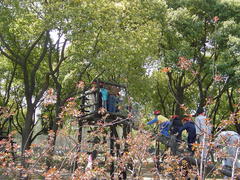 共青森林公园图片