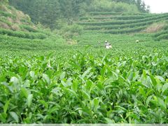 茶园图片