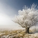A%2520frosty%2520tree%252C%2520A%2520frosty%2520day%2520in%2520Central%2520Otago%252C%2520New%2520Zealand