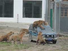 虎林园图片