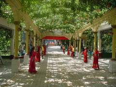 葡萄沟图片