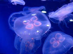 海洋公园图片