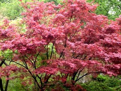 锡惠公园01植物