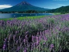 薰衣草4