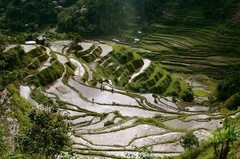 巴拿威梯田图片