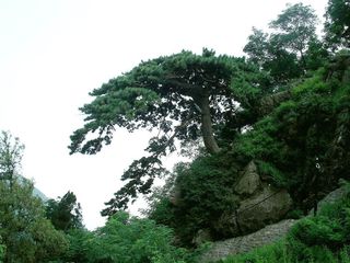泰山