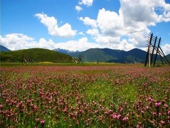 香格里拉图片