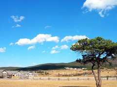 甘海子图片