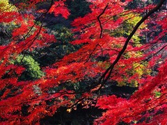香山图片
