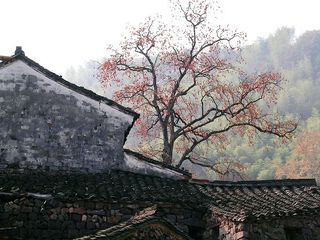 柿林古村4