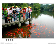 花港观鱼图片