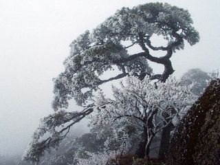 黄山雾凇