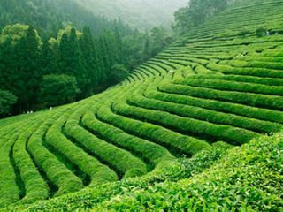 宝城茶园