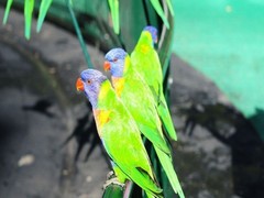 悉尼图片