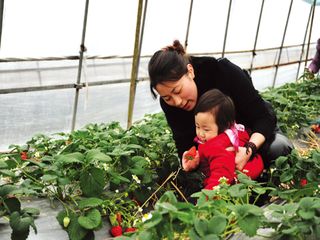 草莓采摘