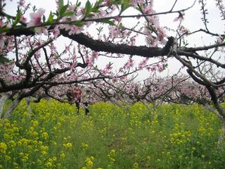 城山沟桃花园