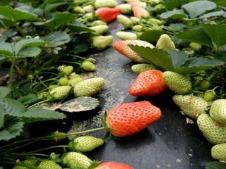 草莓基地