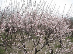 林屋赏梅