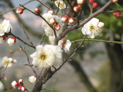林屋赏梅
