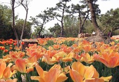 瘦西湖图片