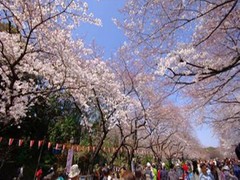 上野恩赐公园图片