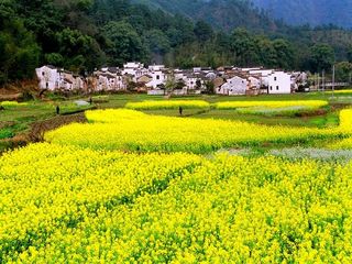 金色婺源