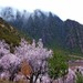  桃花3