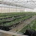  同里 江苏 苏州 草莓培育采摘区