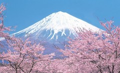 富士山樱花