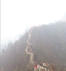 茶山竹海图片