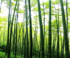 茶山竹海360300