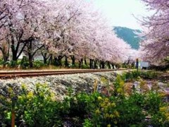 汝矣岛公园图片