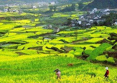 婺源油菜花 