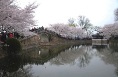 鼋头渚樱花